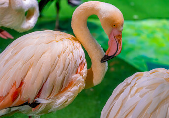 Pink flamingos in the zoo close-up.