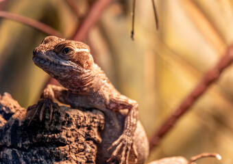Bearded agama lizard close-up.