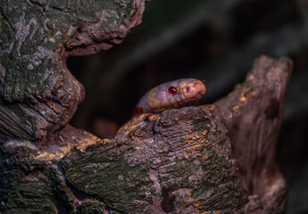 California two-headed king snake on a tree