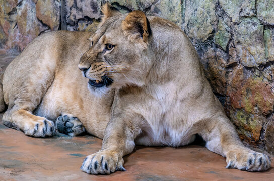 A lioness lies against a wall in the zoo.