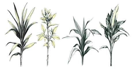 Botanical set of tropical plants, hand-drawn illustrations isolated on white, offering a clean and vivid display of nature’s flora.