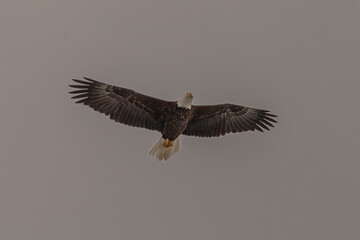 Bald Eagle flies over the Delaware River