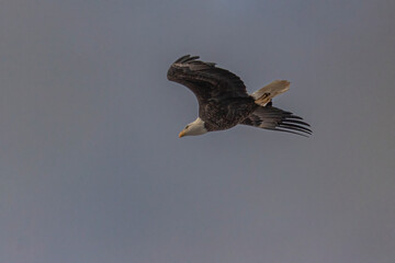 Bald Eagle flies over the Delaware River