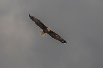 Obraz premium Bald Eagle scans the Delaware River below