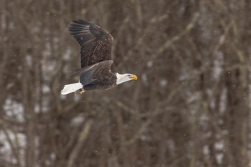 Bald Eagles flies over the Delaware River in a snow shower