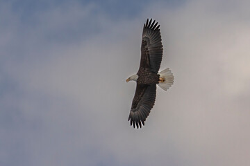 Bald Eagle flies over the Delaware River