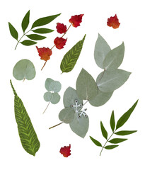 Pressed and dry acacia, eucalyptus leaves isolated on white background. For use in floral patterns,...