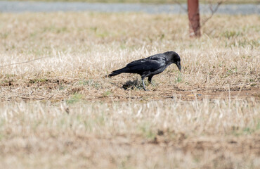 American Crow