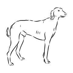 Taz Greyhound dog - isolated vector illustration