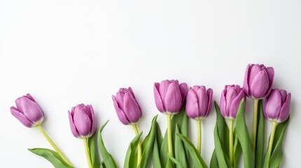 Obraz premium Beautiful purple tulips creating a diagonal composition on a pristine white backdrop, offering ample space for text or design elements 
