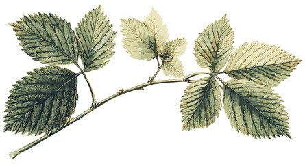 Raspberry leaf vintage botanical illustration, soft green tones, perfect for winter flavors and adding a touch of nature.