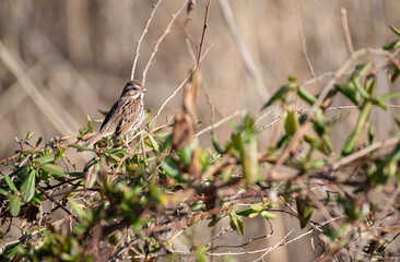 Song Sparrow