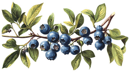 An old botanical illustration of a blueberry branch adorned with ripe blue berries, green leaves, and festive flavor, bringing nature’s beauty and the spirit of the season together.