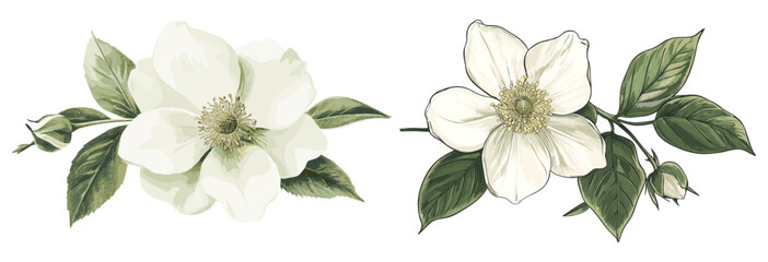 Vintage botanical illustration of a Christmas rose flower, showcasing festive white and green tones, adding a touch of holiday beauty and charm.