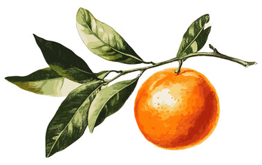 Cheerful holiday flavors come to life with a vintage clementine and its green leaves, adding a festive touch to your seasonal decor.