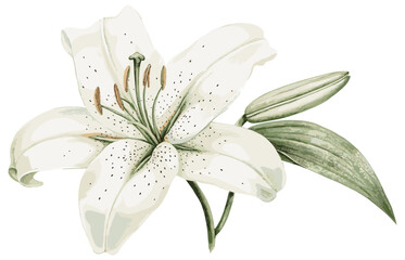 Old botanical illustration of a lily flower in s 2