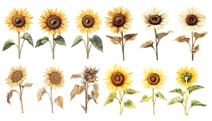 Intricate sunflower illustration in soft yellow and brown, with green leaves and stems, presented in vintage botanical style, offering a stunning depiction of nature’s timeless floral beauty.