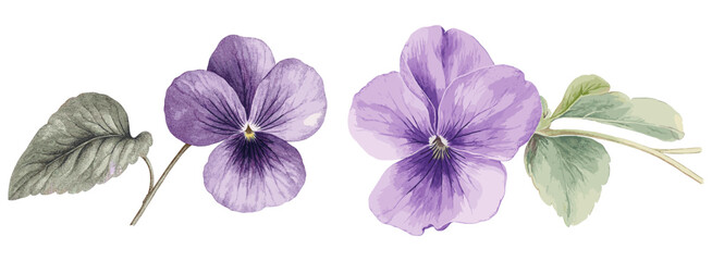 Intricate botanical illustration of a violet flower, soft purple and green tones highlighting detailed petals and leaves, vintage floral art