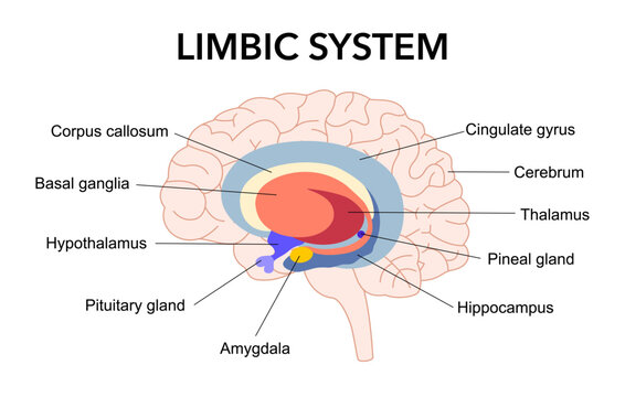 Limbic system. Cross section of the human brain. Anatomical components of limbic system pituitary gland, amygdala, hippocampus, thalamus, cingulate gyrus, corpus callosum, hypothalamus