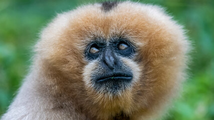 Portrait d'un singe