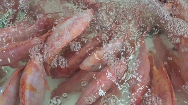 Red Tilapia fishes (Oreochromis sp.) swimming near the surface of the water in an indoor fish farm.