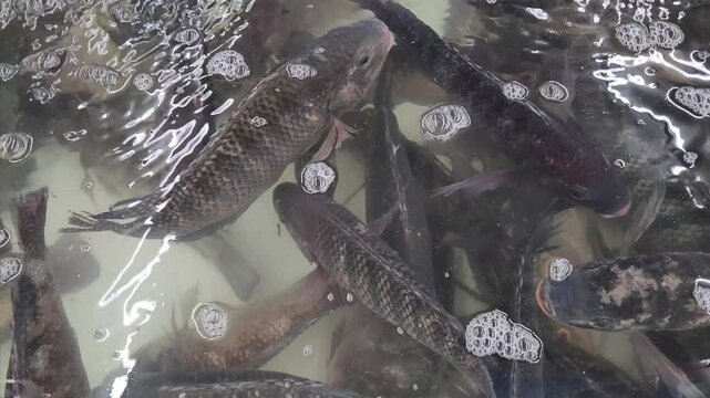 Nile tilapia fishes (Oreochromis niloticus) swimming near the surface of the water in an indoor fish farm.