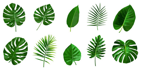 Tropical monstera palm and tropical plant leaves, isolated on white background, laid out in flat lay style, ideal for design inspiration, offering a natural look for projects like botanical designs or