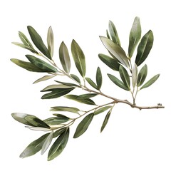 Fresh Olive Branch with Green Leaves Isolated on White Background