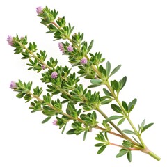thyme sprig (Thymus vulgaris) isolated on a pure white background. the tiny green leaves and woody stem, with fine details like small flowers 