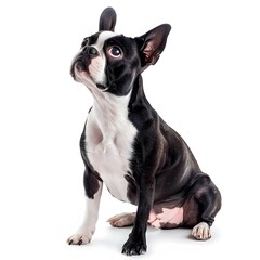 Cute Boston Terrier Sitting Proudly with Striking Black and White Coat