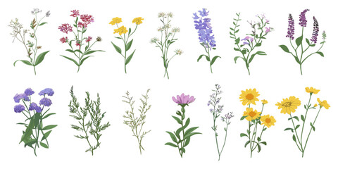 Hand-drawn vector illustration of beautiful wild meadow herbs, herbaceous flowering plants, and blooming flowers, in vibrant colors on a white background.