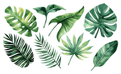 Jungle botanical watercolor illustrations with tropical leaves, banana, palm, monster plants, homeplants, exotic greenery, floral elements on white background