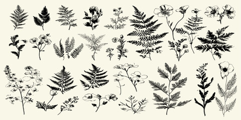 Vintage black and white botanical illustration set of spring flowers and ferns, showcasing intricate details in a vector style