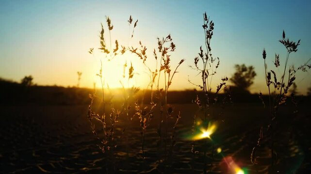Cracked desert land with tumbleweed. Water problems, global warming, drought, water shortage in the world, health problems, poverty and misery in countries. Climate change: from friendship to green gr
