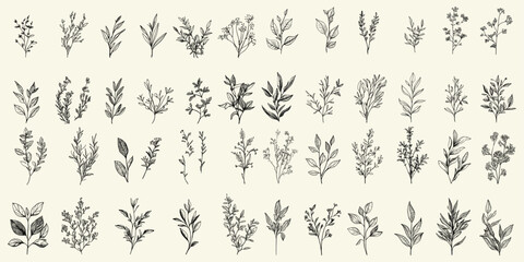 Vintage trendy botanical elements, vector spices, herbs, hand-drawn line branches, blooming leaves