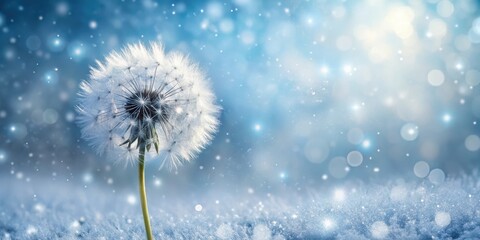 Obraz premium snowflake, nature, blossoming, peaceful, winter, cold, frosty, dandelion, gentle, bloom, serene, delicate, white, yellow, petals, wildflower, flower, sky, plant, seed, summer, blue, wind, fluffy, flor