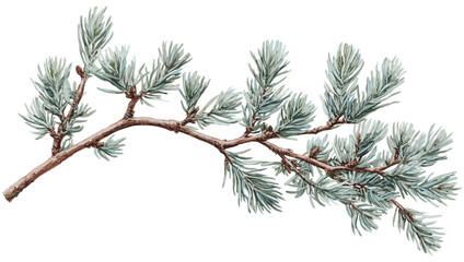 Cedar tree branch botanical art with soft blue-green needles, a vintage-style decoration perfect for seasonal decor enthusiasts