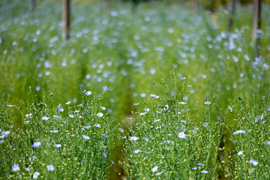 Flax seed plant in the countryside that harvest for linen in textile business and food ingredient in healthy diet supplementary concept