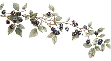 Blackberry vine with ripe blackberries, soft green leaves, vintage botanical illustration, natural tones, antique fruit decor © aura studio