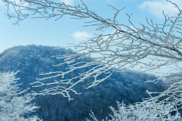 冬の赤城山の雪持ち05
