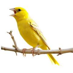 Vibrant Yellow Bird Singing on a Branch in Natural Habitat