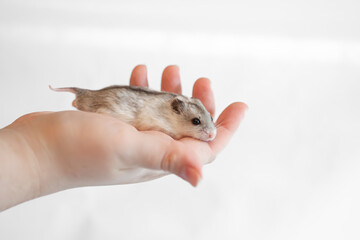 The Chinese striped hamster (Cricetulus barabensis) - pet dwarf hamster
