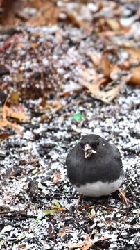 The dark-eyed junco Junco hyemalis, bird on a tree branch in winter, New Jersey