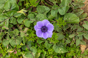 Closeup di fiore selvatico viola nel prato verde