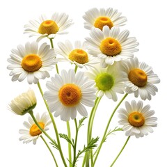 Fototapeta premium chamomile flowers (Matricaria chamomilla) isolated on a white background. the daisy-like flowers with white petals and yellow centres