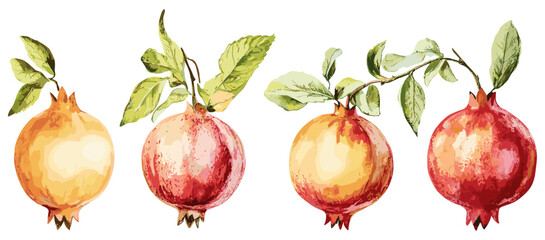 Vintage Botanical Illustration of Pomegranate with Soft Red and Yellow Tones, Evoking Classic Beauty