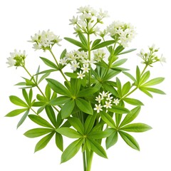 A sweet woodruff (Galium odoratum) isolated on a white background. the small, star-shaped white flowers and whorls of bright green leaves.