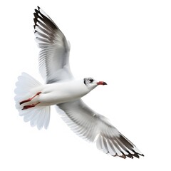 Seagull in Flight Against a Clear White Background