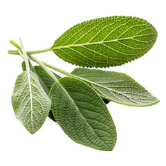 Sage leaves isolated