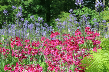 Mealy Primrose and Large Camas flowers, Derbyshire England